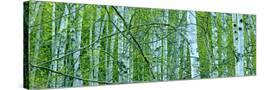 Stretched Canvas