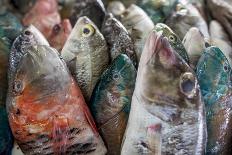 Parrotfish (Scaridae) an Important Herbivore in the Coral Reef Ecosystem-James Morgan-Photographic Print