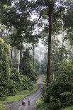 Rain Mist Rising from the Forest Canopy in Danum Valley-James Morgan-Photographic Print