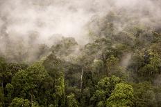 Rain Mist Rising from the Forest Canopy in Danum Valley-James Morgan-Photographic Print