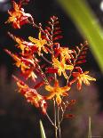 Tropical Flower-James P. Mcvey-Photo