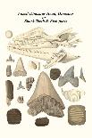 Fossil Dinosaur Head, Dinosaur or Shark Teeth and Fish Parts-James Parkinson-Framed Art Print