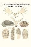 Fossil Dinosaur Head, Dinosaur or Shark Teeth and Fish Parts-James Parkinson-Art Print