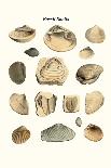 Fossil Dinosaur Head, Dinosaur or Shark Teeth and Fish Parts-James Parkinson-Art Print