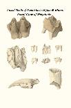 Fossil Dinosaur Head, Dinosaur or Shark Teeth and Fish Parts-James Parkinson-Stretched Canvas