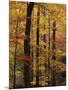 Wood Mount