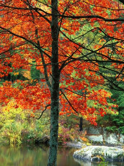 Premium Photographic Print, , large