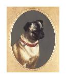 Head Of A Pug-James Ricks-Premium Giclee Print