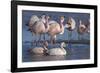 James's flamingo flock on the shore of Laguna Colorada, Altiplano, Bolivia-Bernard Castelein-Framed Photographic Print