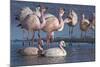 James's flamingo flock on the shore of Laguna Colorada, Altiplano, Bolivia-Bernard Castelein-Mounted Photographic Print