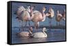 James's flamingo flock on the shore of Laguna Colorada, Altiplano, Bolivia-Bernard Castelein-Framed Stretched Canvas
