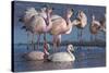 James's flamingo flock on the shore of Laguna Colorada, Altiplano, Bolivia-Bernard Castelein-Stretched Canvas