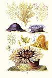 Sea Shells: Livid Top, Yellow Periwinkle,Wentletrap, Cockle, Razorshell, Mussel-James Sowerby-Art Print