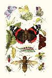 Blue Butterfly, Red Admiral, Firetail and Sun Beetle-James Sowerby-Art Print
