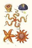 Common Madrepore Coral, Sea Urchin, Brittlestar, Sun Star-James Sowerby-Art Print