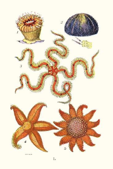 Art Print, , large