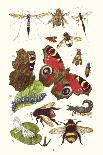 Blue Butterfly, Red Admiral, Firetail and Sun Beetle-James Sowerby-Art Print