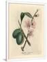 Gramercy White