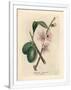 Gramercy White