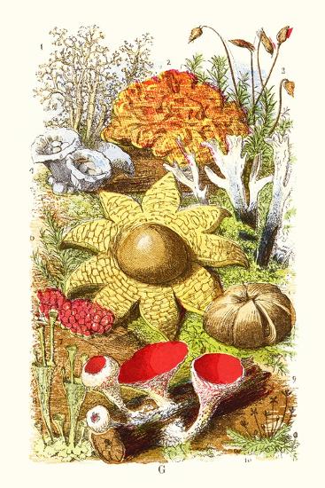 Premium Giclee Print, , large