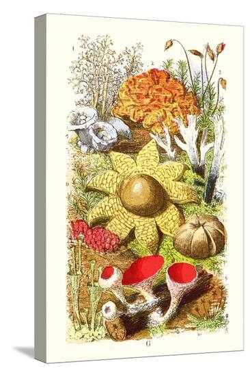Stretched Canvas Print, , large