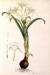 Sea Lily-James Sowerby-Giclee Print