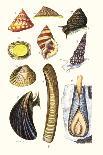 Blue Butterfly, Red Admiral, Firetail and Sun Beetle-James Sowerby-Art Print