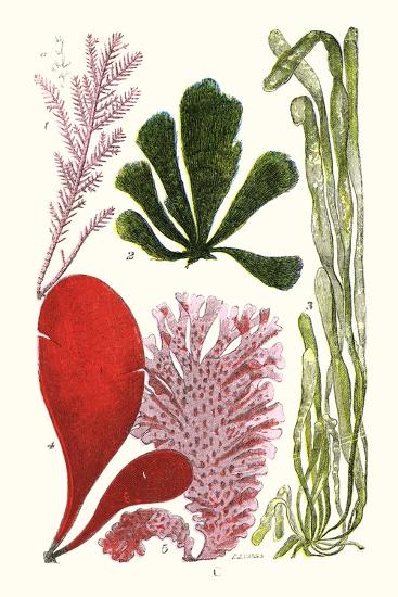Art Print, , large