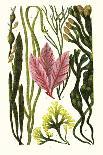 Seaweeds Grasswrack, Carrageen Moss, Bladder-Wrack-James Sowerby-Art Print
