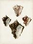 Just the Print