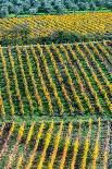 Patterned lines of vineyards in Autumnal colours in afternoon light, backed by olive groves-James Strachan-Photographic Print