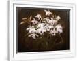Gramercy White