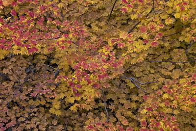 Vine Maple (Acer Circinatum) in the Fall