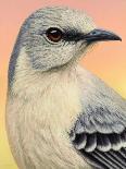 Blue Jay-James W. Johnson-Giclee Print