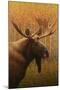 Wood Mount