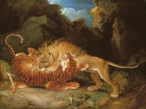 Fight Between a Lion and a Tiger, 1797-James Ward-Giclee Print