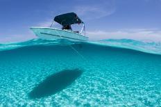 Manatee Swimming in Clear Water in Crystal River, Florida-James White-Photographic Print