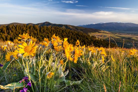Premium Photographic Print, , large