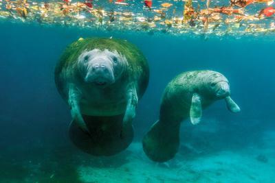 Mother Manatee with Her Calf in Crystal River, Florida