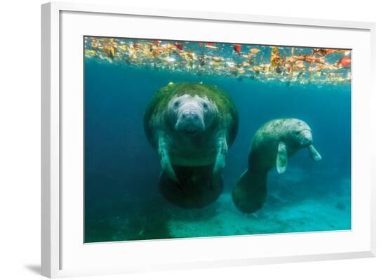 Framed Photographic Print, , large