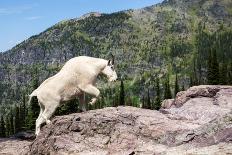 Mountain Goat Climbing Rocks in Glacier National Park, Montana-James White-Photographic Print