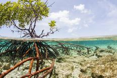 Over and under Water Photograph of a Mangrove Tree , Background Near Staniel Cay, Bahamas-James White-Photographic Print