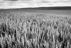 Palouse Wheat Field, Washington-James White-Photographic Print