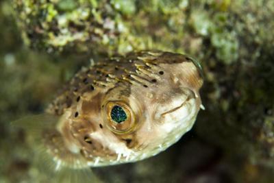 Puffer Fish with Green Eyes in the Clear Waters Off Staniel Cay, Exuma, Bahamas