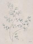 Dogwood Blossoms I Indigo-James Wiens-Art Print