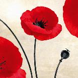 Poppy Love-James Worthington-Stretched Canvas