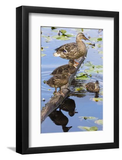 Premium Photographic Print, , large