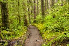 Wa, Olympic National Park, Sol Duc Valley, Forest Trail-Jamie And Judy Wild-Photographic Print