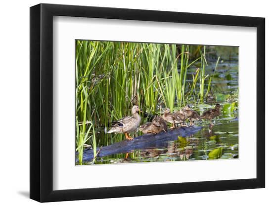 Premium Photographic Print, , large