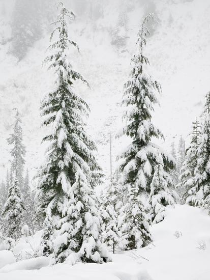 Premium Photographic Print, , large